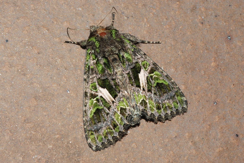 Noctuidae da confermare - Trachea atriplicis